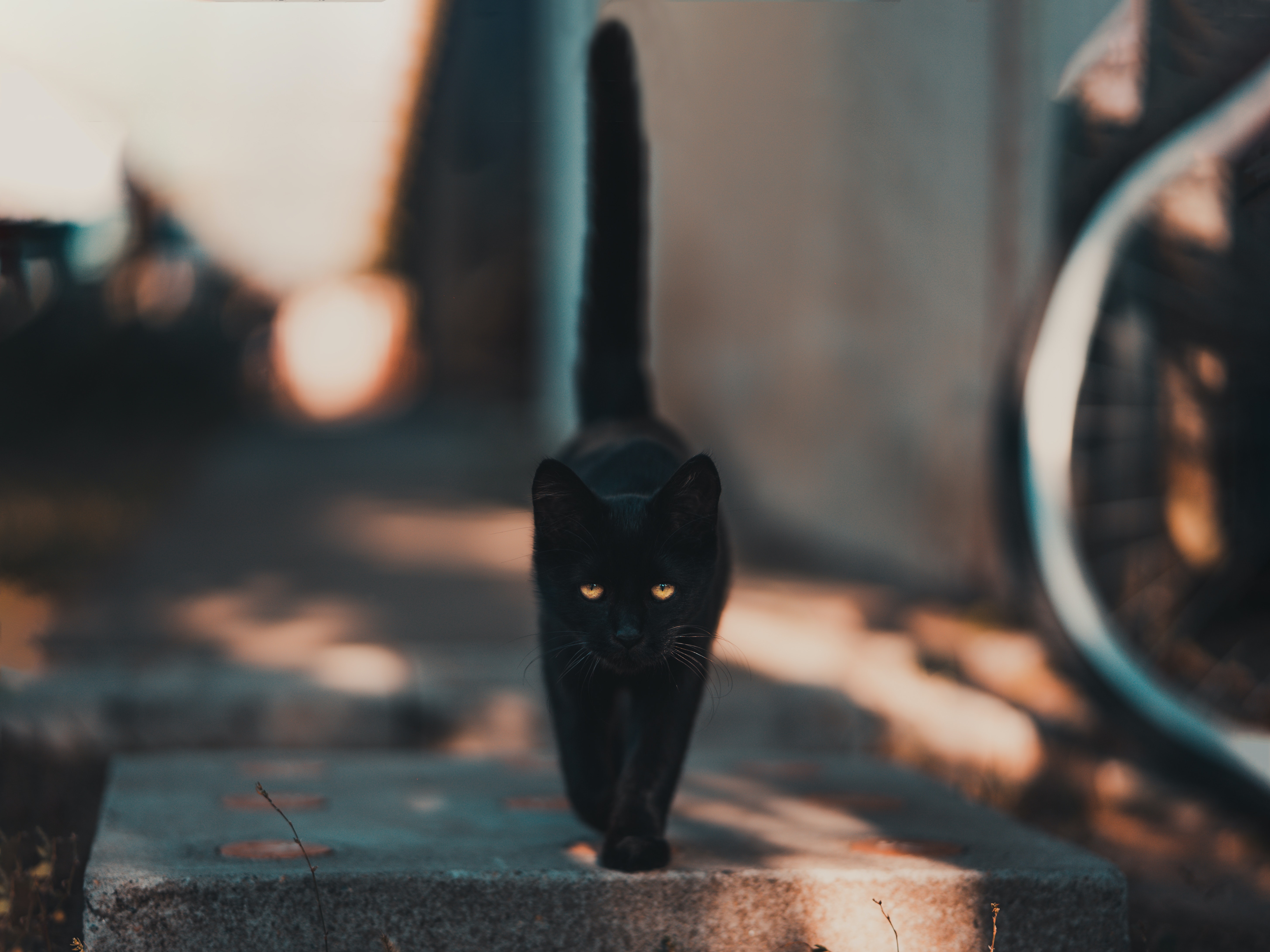 Black Cats Meaning Spiritual 7 Fascinating Facts You Need To Know 